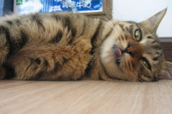 为什么狸花猫很少有人养