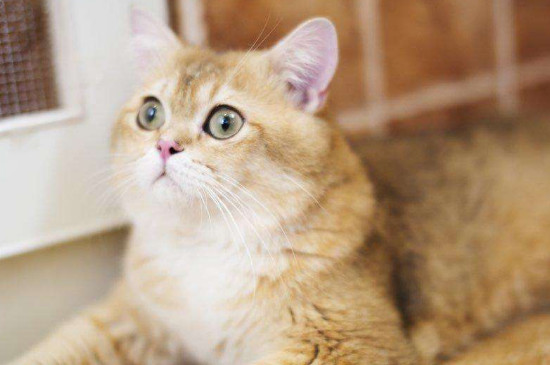 金渐层贵还是银渐层贵