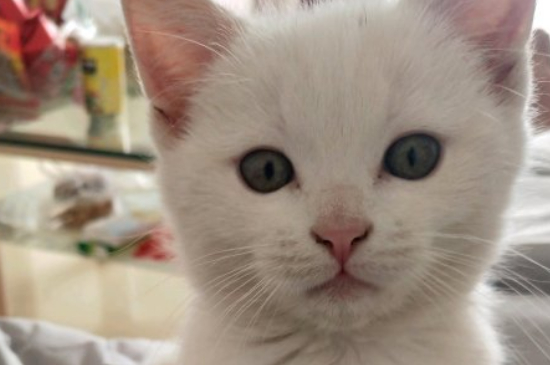 猫吃巧克力多少会致命