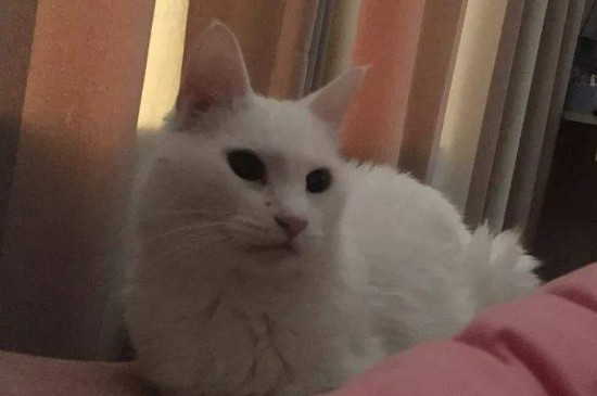 孕妇不能养猫吗