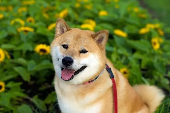 柴犬种类