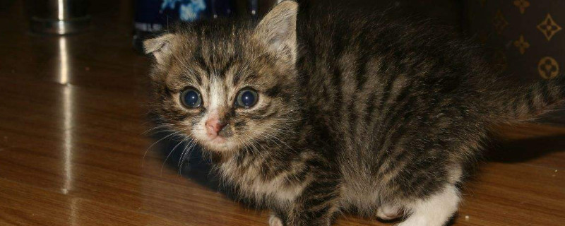 小猫多久断奶