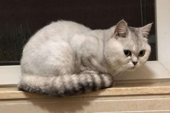 城市人怎么养猫