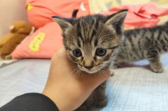 狸花猫认主人的表现