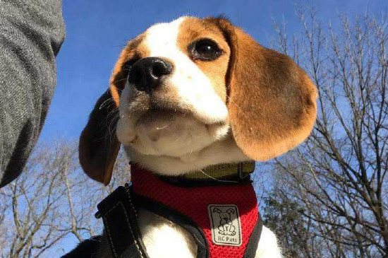 巴吉度犬和比格犬的区别