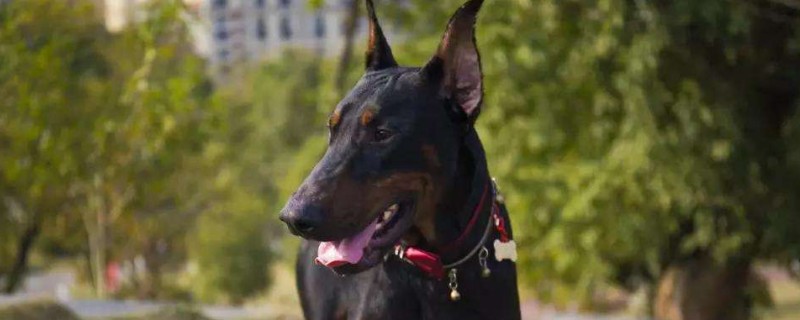 杜宾是禁养犬吗