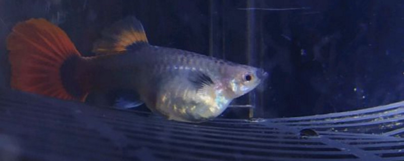 孔雀鱼产卵的征兆