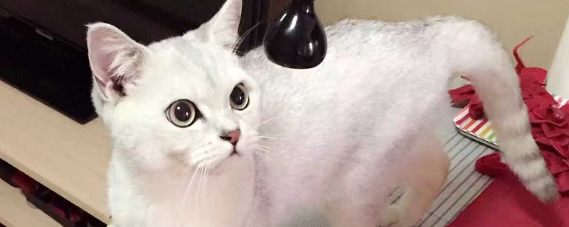 母猫第一次发春是什么时候