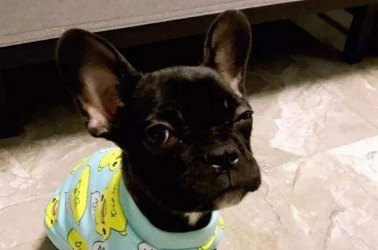 养法斗的禁忌，新手养法国斗牛犬千万别做这四点