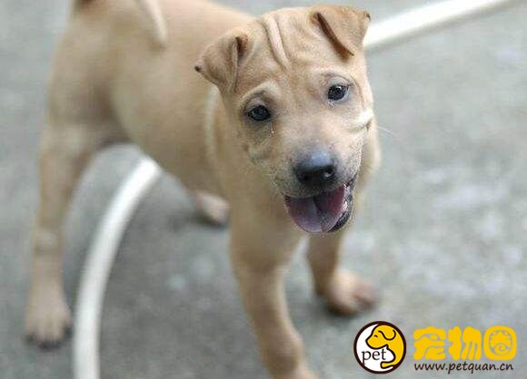 骨嘴沙皮犬才是真正的斗犬，而今却被肉沙取代