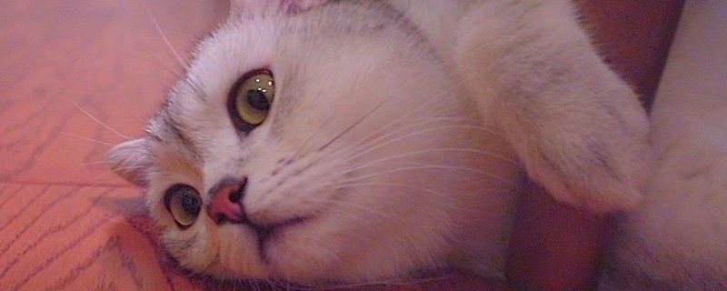 猫瘟症状