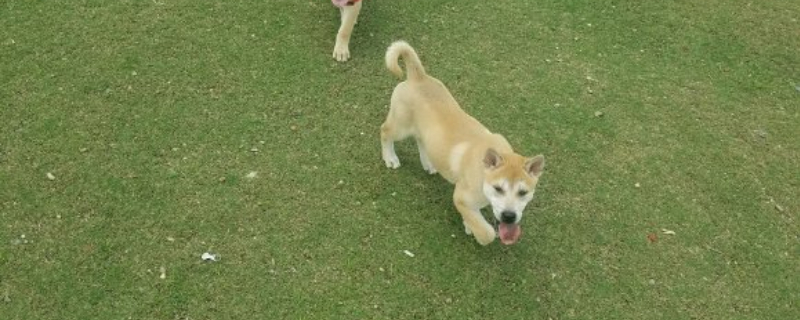 从哪看出土狗能长多大