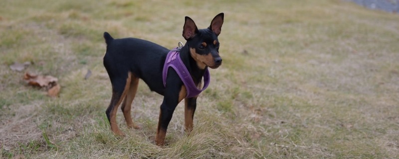吉娃娃和小鹿犬的区别