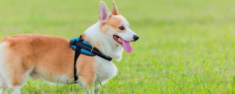 狗可以吃橙子嘛