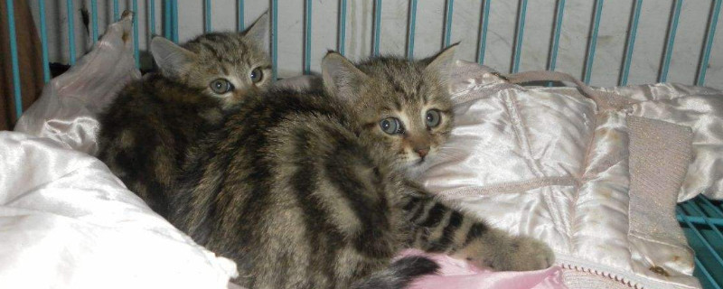猫三联多久打一次