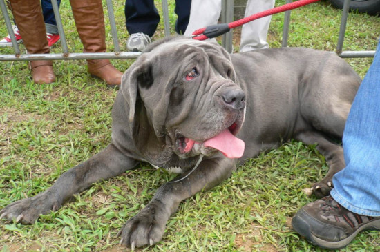世界十大凶猛斗犬是哪十种狗