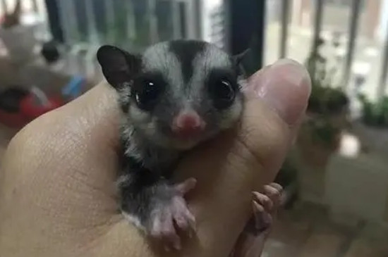 蜜袋鼯如何训练粘人