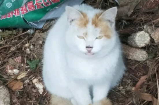 猫能吃海虹吗