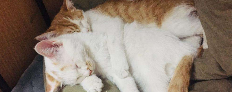 猫咪身上有跳蚤怎么办