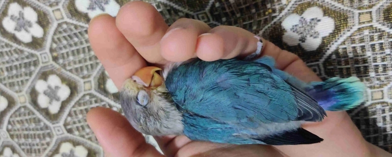鹦鹉死了要不要埋了