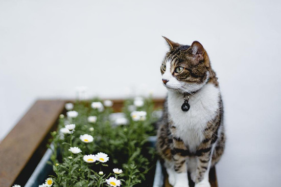 剑兰花对猫来说有毒吗