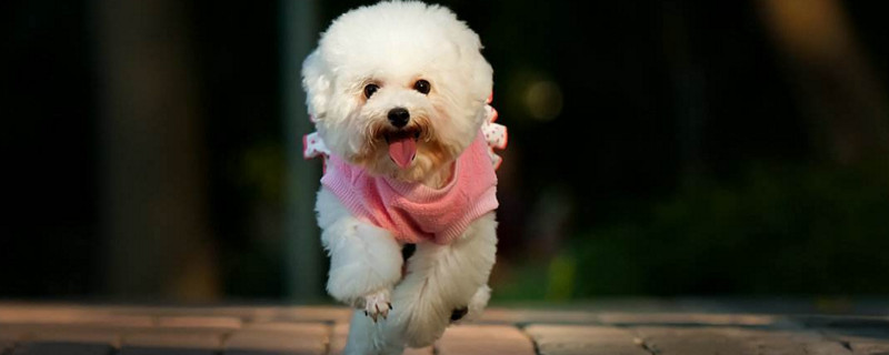 贵宾犬为什么叫水猎犬