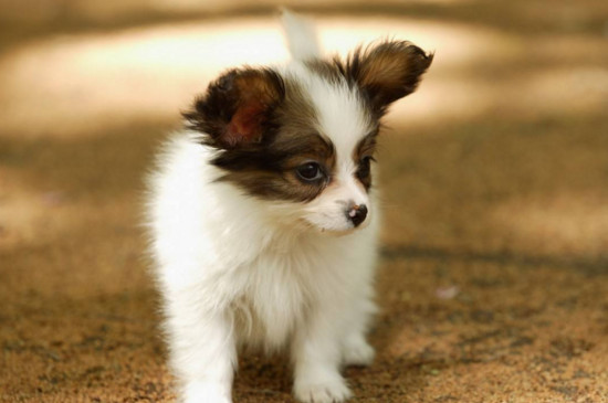 蝴蝶犬多少钱一只