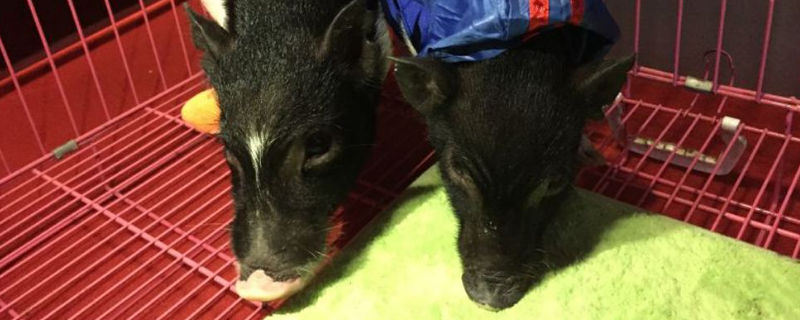 宠物猪惨死怎么处理