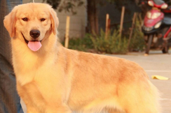 赛级犬是什么意思
