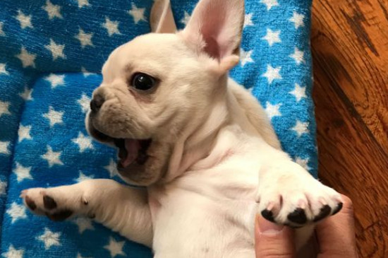 斗牛犬适合在笼子里养吗，斗牛犬关笼子养的危害