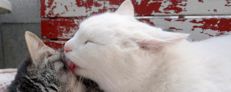 为什么不能打死猫