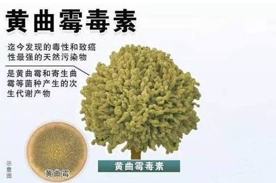 狗狗可以吃瓜子仁吗