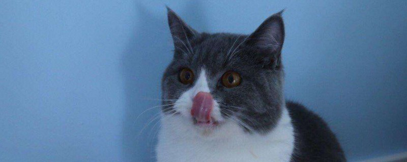 蓝白和蓝猫配生出什么