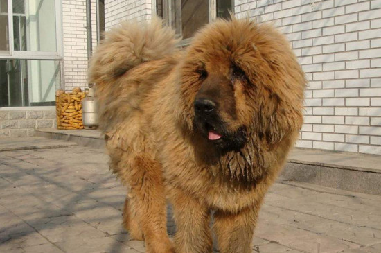 世界第一猛犬