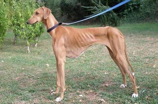 世界十大昂贵狗，盘点10种世界上最名贵的犬种