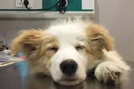 狗狗呕吐怎么办，狗狗呕吐症状的解决方法