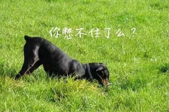怎么训练狗狗大小便