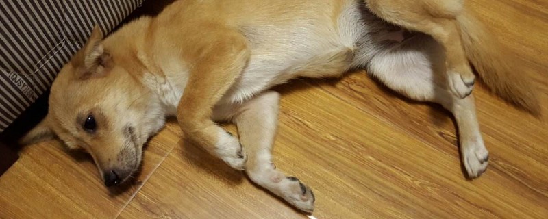 狗狗嘴长白色肉疙瘩