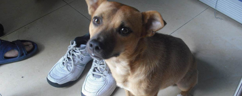 狗狗假孕的后果