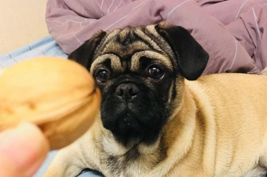巴哥犬怎么看纯不纯