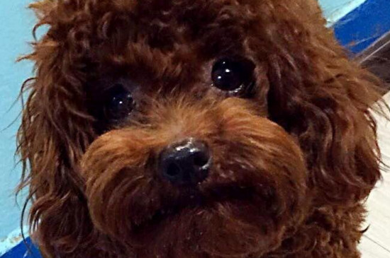 泰迪犬怎么看纯不纯