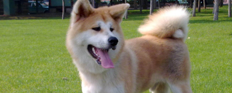 秋田犬几个月适合训练