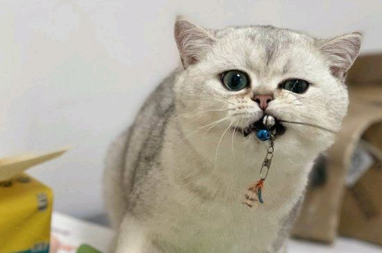 猫绝育后如何安抚情绪