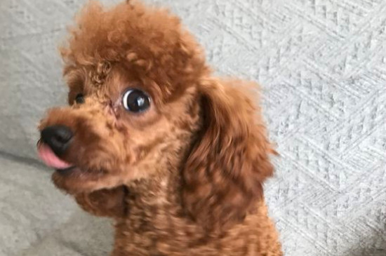 小泰迪难过的表现