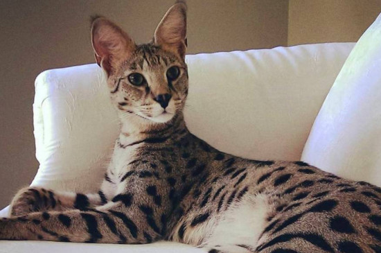世界上最昂贵的猫咪，阿什拉一只16万其实是骗局