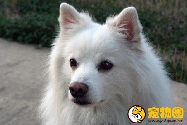 现存雪橇犬有几种，共有7类/其他的都不如三傻出名