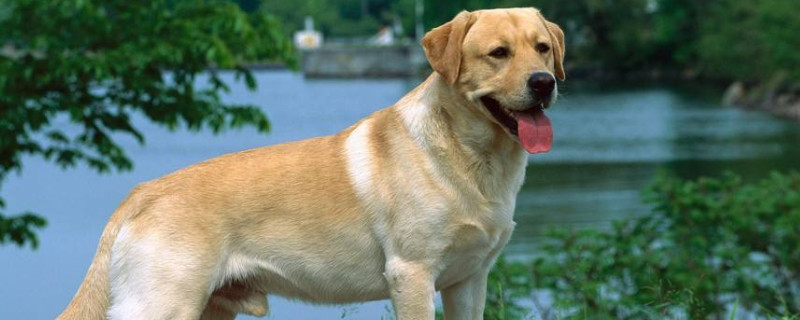 拉布拉多犬和金毛有什么区别