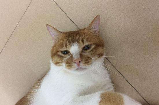 猫吃什么发腮
