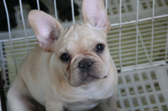 法国斗牛犬怎么领狗证