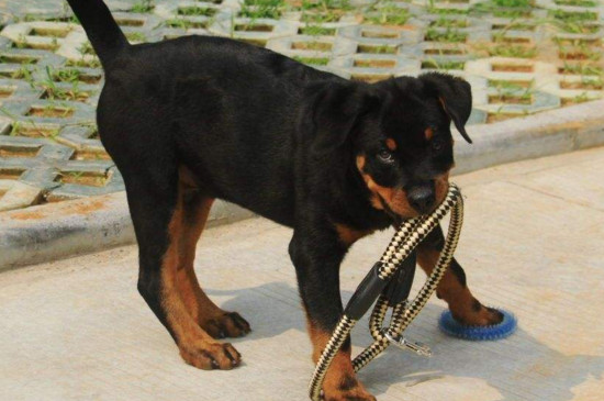 罗威纳犬需要断尾吗